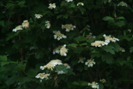 Viburnum opulusGelderse roos bestellen